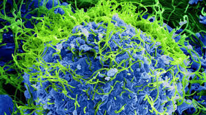Yaravirus, el nuevo virus que desconcierta a los científicos
