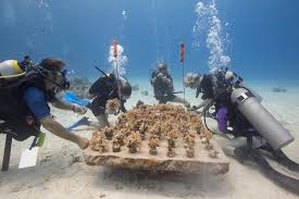 Restauración arrecifal - Restore Coral
